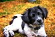 Insurance company reveals important pet expense many overlook