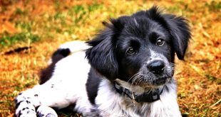 Insurance company reveals important pet expense many overlook