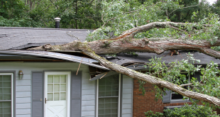Home Insurance Coverage for Storm Damage Fallen Trees and Damaged Cars